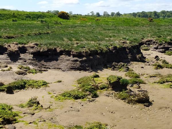A section of saltmarsh that has been eroded by waves, forming a soft cliff that is much higher than the surrounding sand A section of saltmarsh that has been eroded by waves, forming a soft cliff that is much higher than the surrounding sand