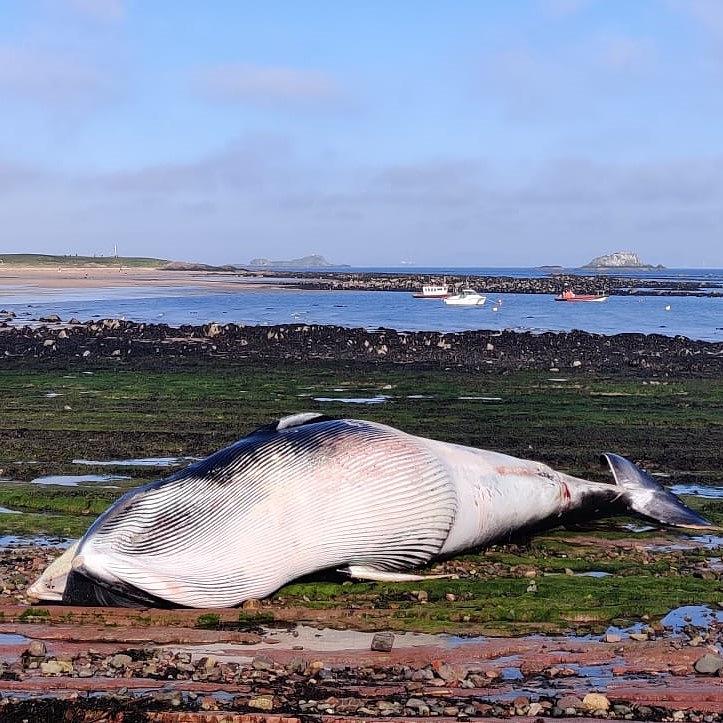 Dead Seabirds and Marine Mammals  photo