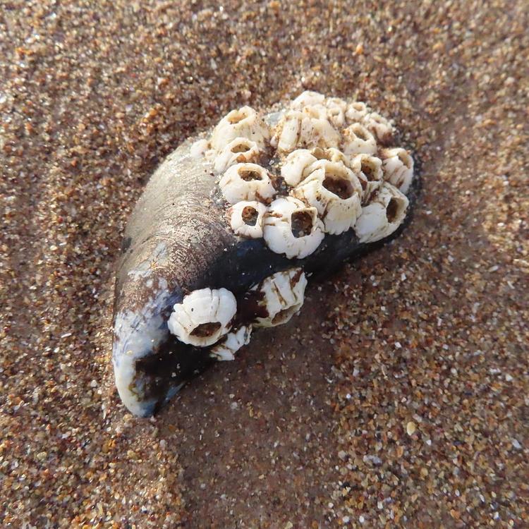 Common Mussel	 photo