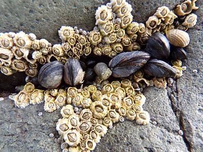 A cluster of common mussels wedged between two barnacle-covered rocks
