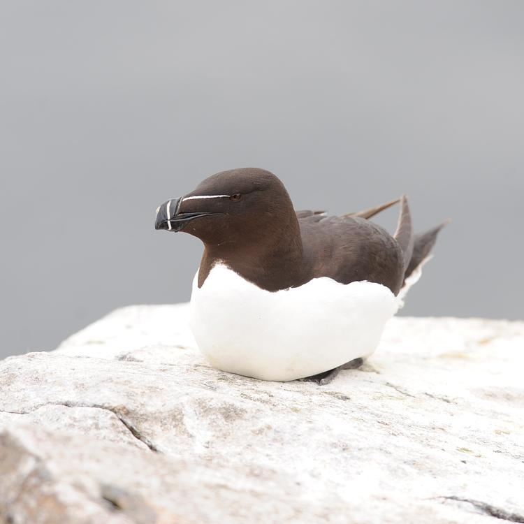 Injured Seabirds  photo