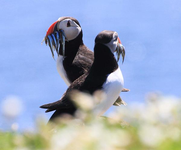 Puffins with sandeels on the Isle of May Puffins with sandeels on the Isle of May