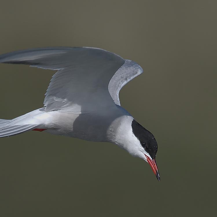 Common tern photo