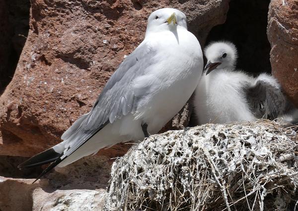 Kittiwake and chick at Dunbar