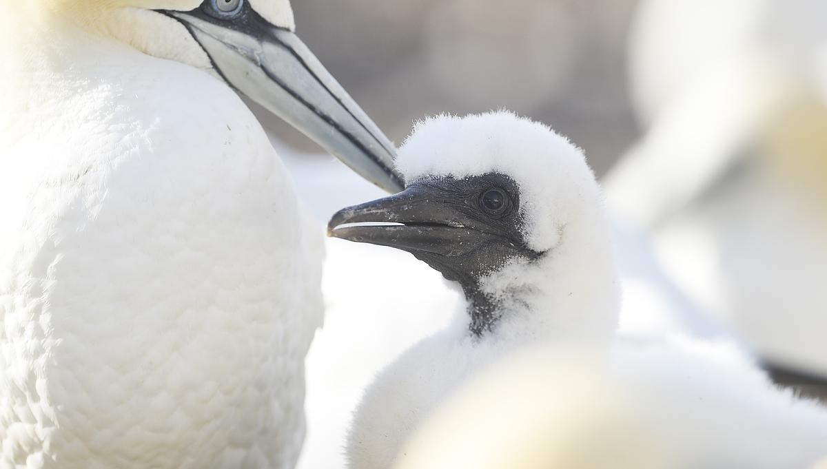 Gannet and chick