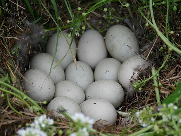 A clutch of 12 white mallard duck eggs, faintly speckled with brown, nestle neatly on the ground in a nest of downy feathers, grasses, mosses and other plant material.