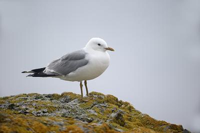 A common gull perches upon a rock encrusted with yellowish lichen
