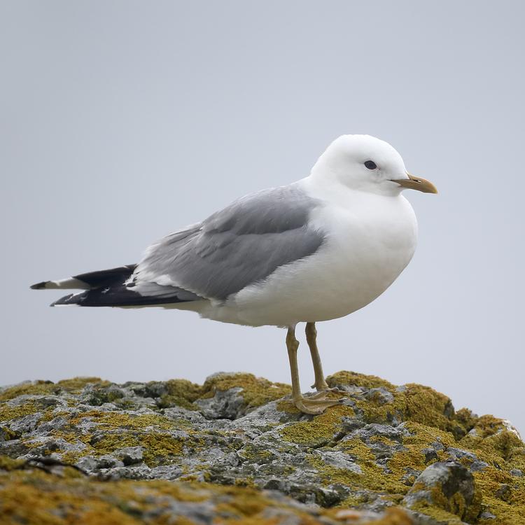 Common Gull photo