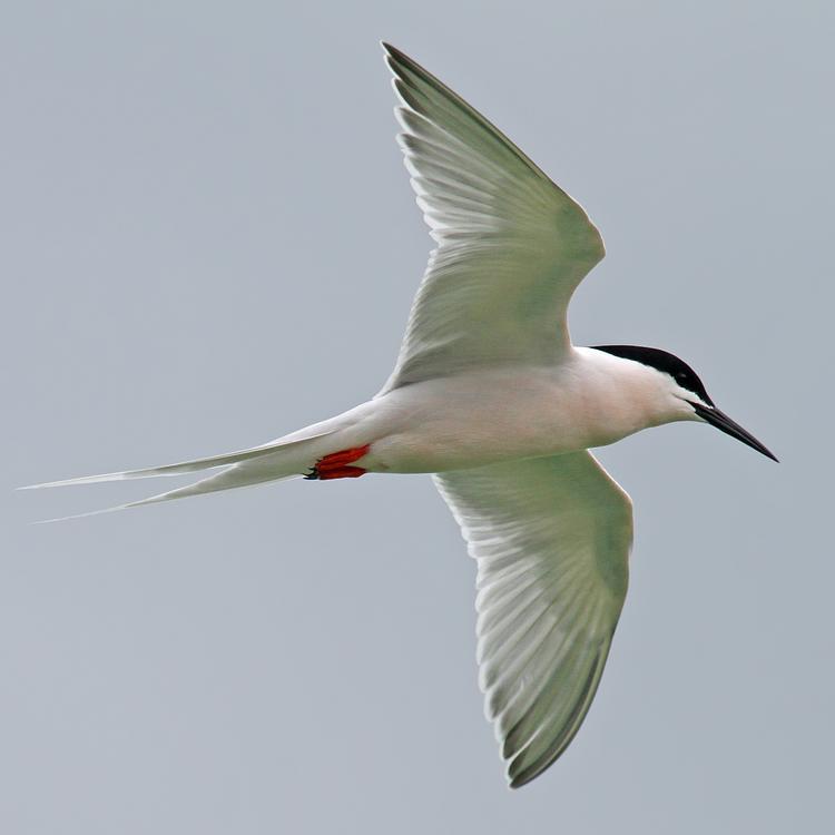 Roseate Tern photo