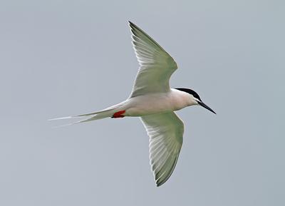 A roseate tern viewed from beneath as it glides overhead