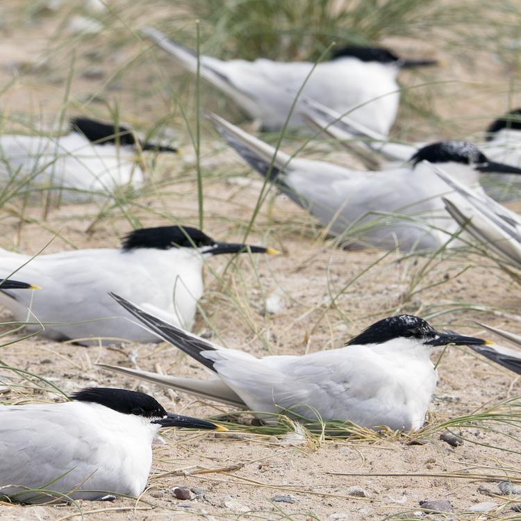 Sandwich tern photo