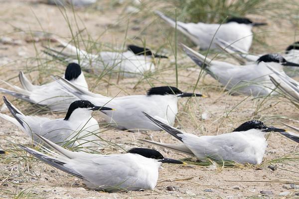 Several sandwich terns resting on the sand