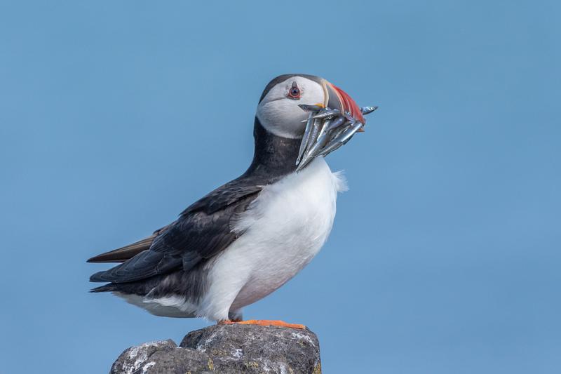 A puffin stands proudly against a blue sky with its bill packed with silvery sandeels