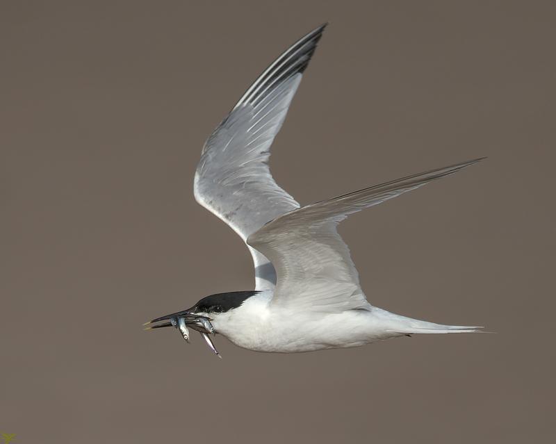 A sandwich tern flying with its beak full of small sandeels