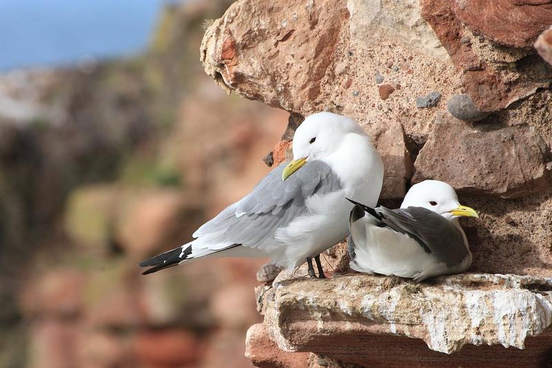 A pair of black-legged kittiwakes perch on an outcrop of rock on the ruins of Dunbar harbour castle