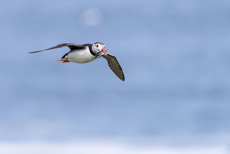 A puffin flies over the sea with a bill full of sandeels