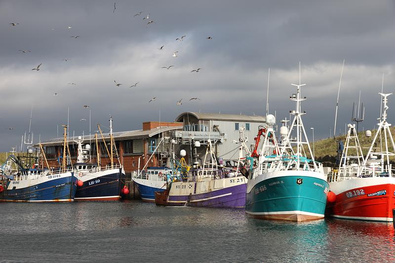 Various colourful fishing boats are anchored in Eyemouth Harbour with gulls flying overhead