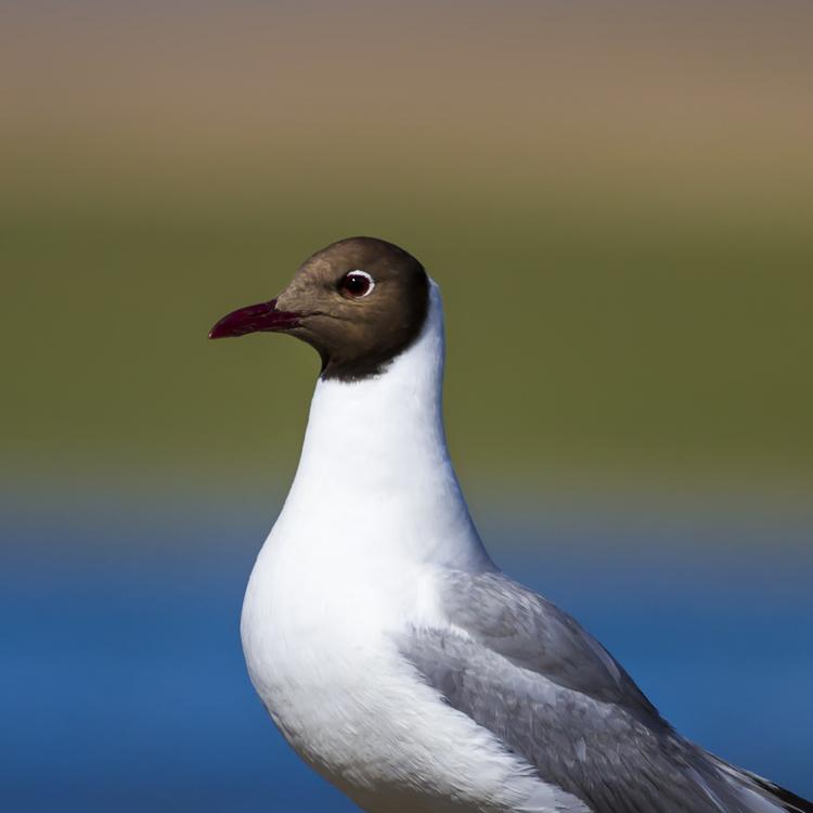 Black-Headed Gull photo