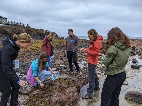 A group of six adults search amongst seaweed around the rockpools beside the Scottish Seabird Centre, taking notes and using identification guides