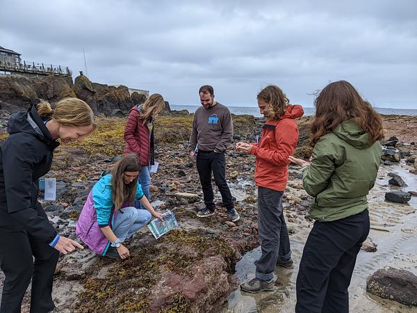 A group of six adults search amongst seaweed around the rockpools beside the Scottish Seabird Centre, taking notes and using identification guides A group of six adults search amongst seaweed around the rockpools beside the Scottish Seabird Centre, taking notes and using identification guides