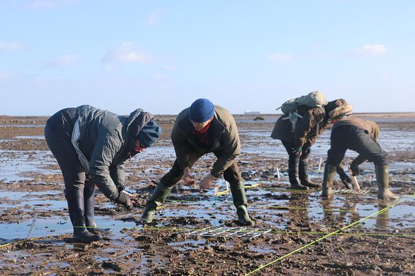 Restoration Forth seagrass seed sowing at Belhaven Bay