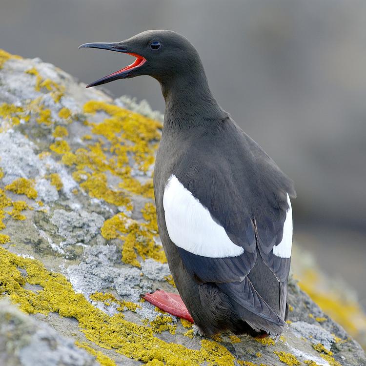 Black guillemot photo