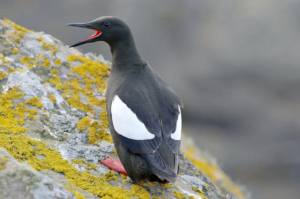 Black guillemot on a rock 