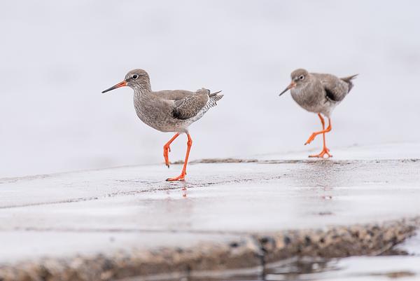 Redshanks