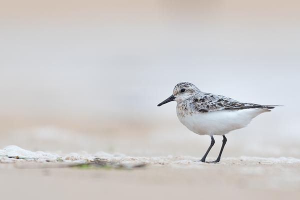 Sanderling