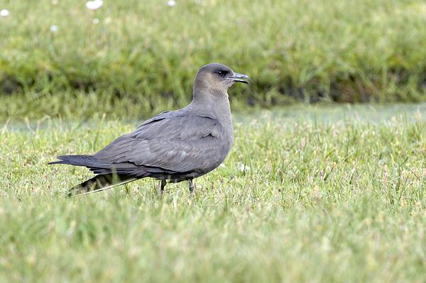 Arctic skua standing on grass