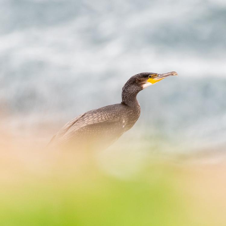 Cormorant photo