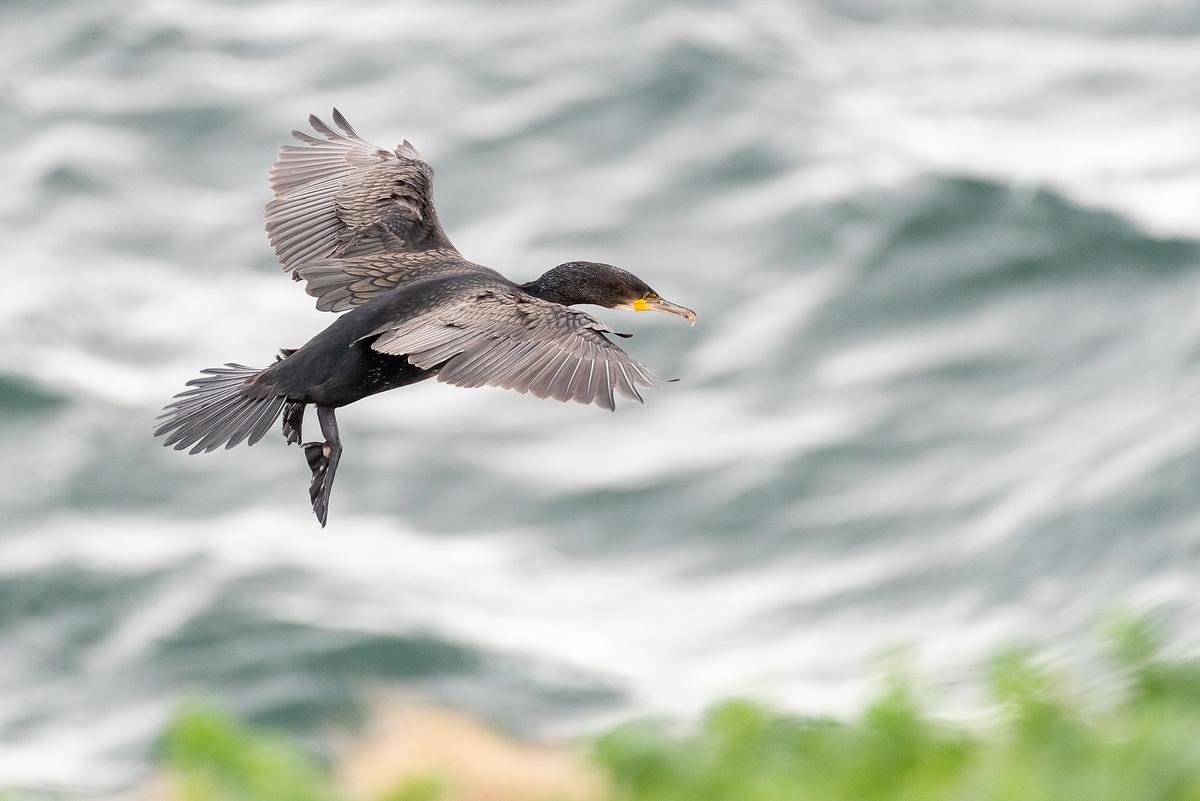 A cormorant soaring over the sea.