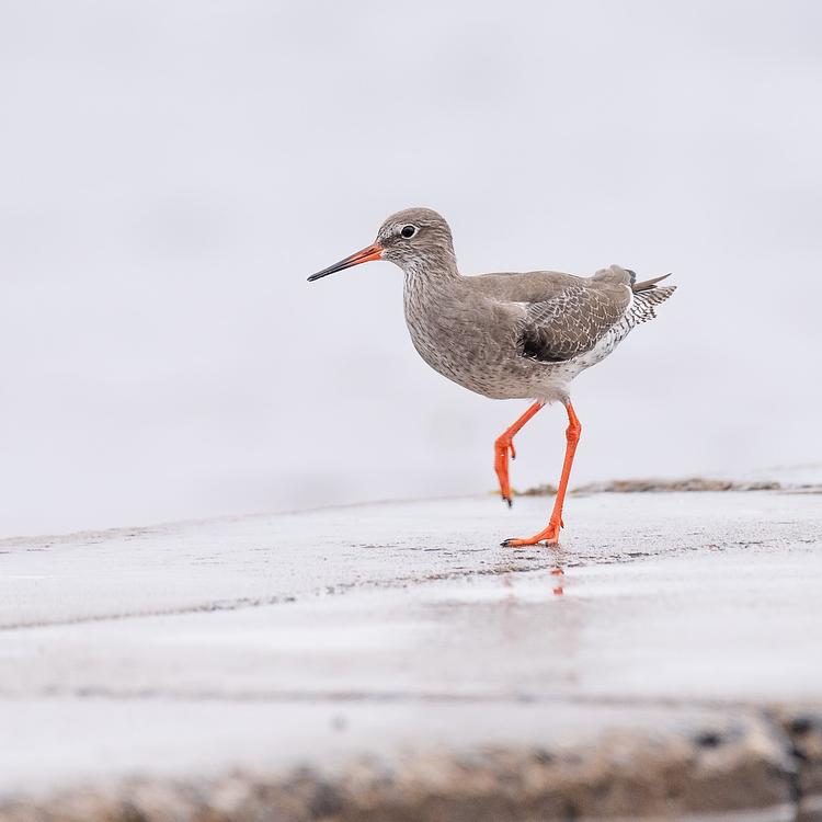 Redshank photo