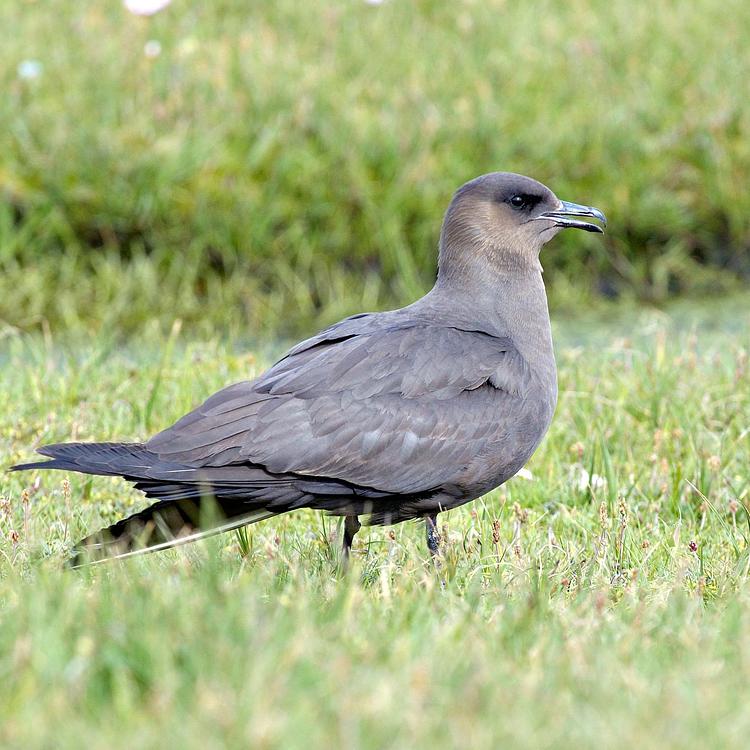 Arctic skua photo