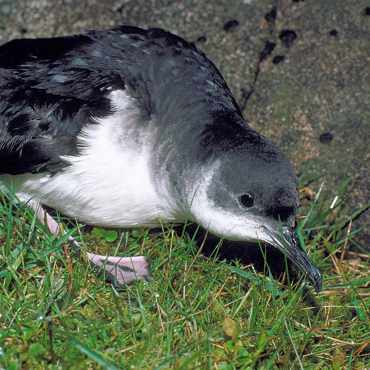 Manx shearwater photo