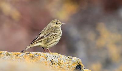 A Rock pipit perches on a rock encrusted with yellow lichen