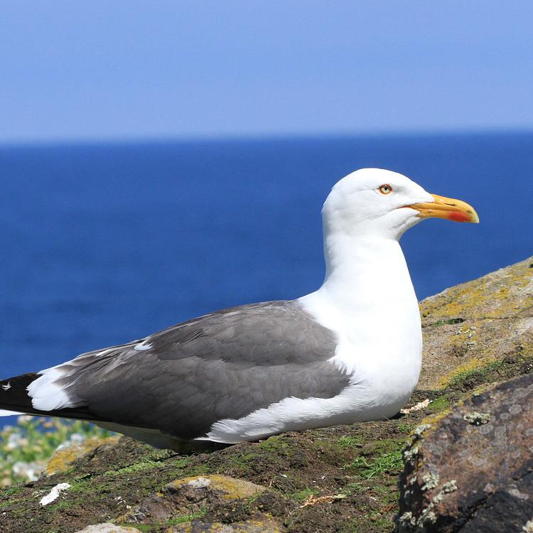 Lesser black-backed gull photo