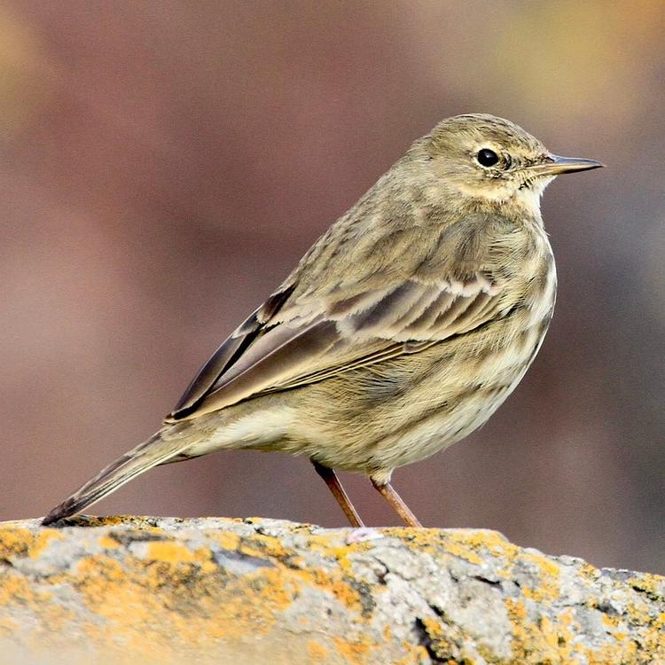 Rock Pipit photo