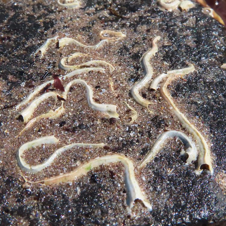 Keelworm (Tubeworm) photo