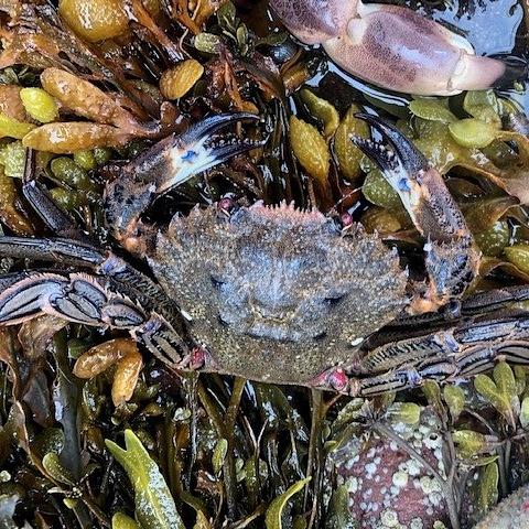 Velvet Swimming Crab photo