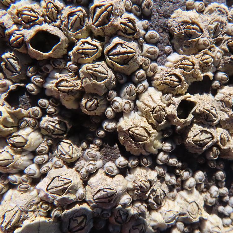 Acorn Barnacle photo