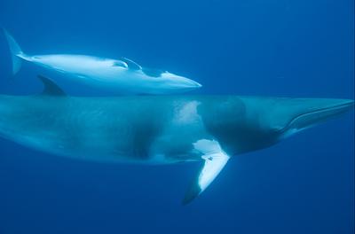 An underwater shot of a minke whale calf swimming alongside its mother, which is double its length An underwater shot of a minke whale calf swimming alongside its mother, which is double its length