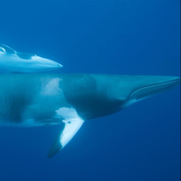 Minke Whale photo