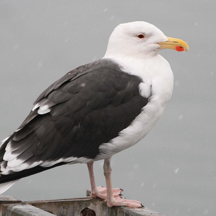 Great black-backed gull	 photo