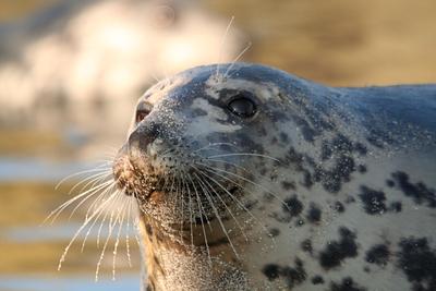 A female Grey seal's profile