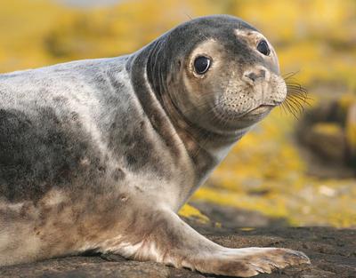 A young seal sits on some yellow lichen-covered rocks, looking at the photographer