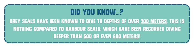 Fact box: Did you know…? Grey seals have been known to dive to depths of over 300 meters. This is nothing compared to Harbour seals, which have been recorded doing dives deeper than 500 or even 600 meters!