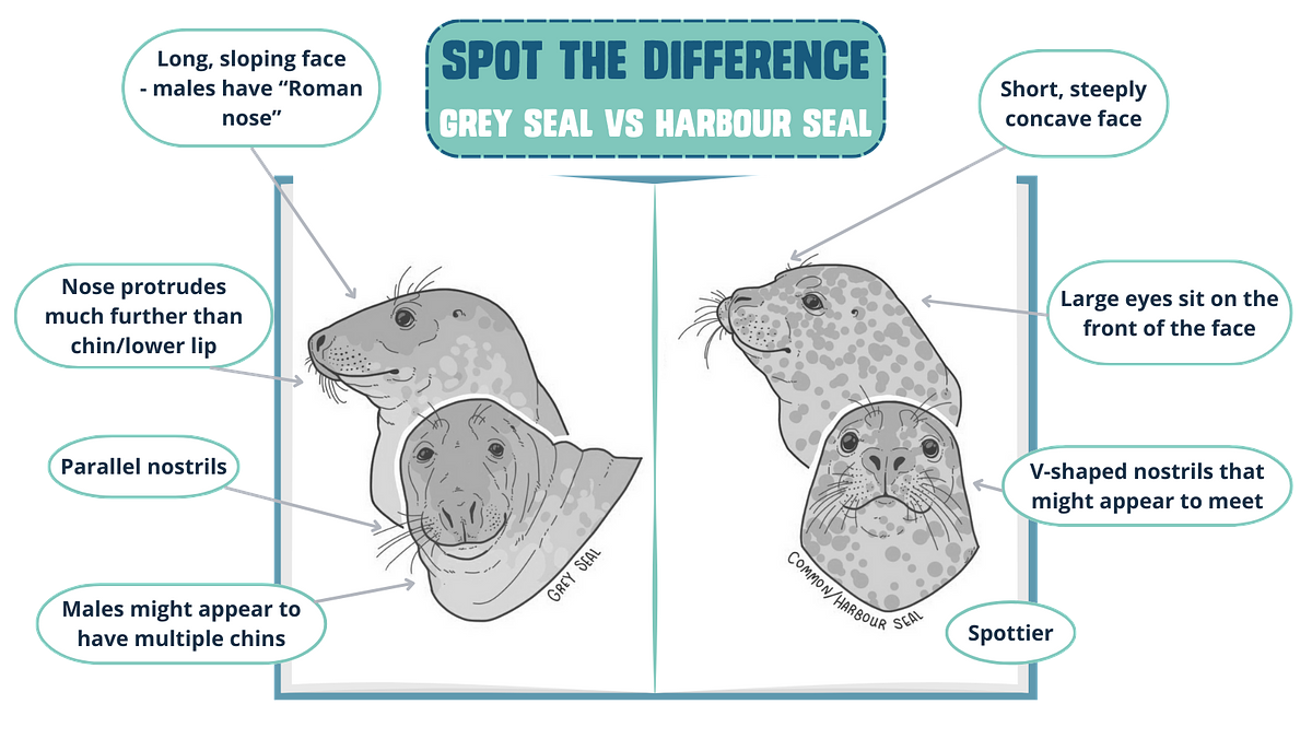 Illustrations of Grey and Harbour seal heads from the front and the side, with text boxes illustrating the key visual differences between the two species