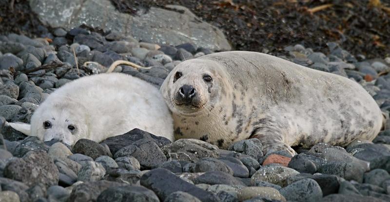 A Grey seal mother and her fluffy white-coated pup lie on a rocky shore