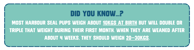Fact box: Did you know…? Most Harbour seal pups weigh about 10kgs at birth but will double or triple that weight during their first month. When they are weaned after about 4 weeks, they should weigh 20—30kgs.